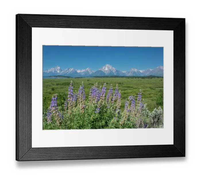 Framed Print : Silky lupine, Lunch Tree Hill, Grand Teton National Park, Wyoming, Usa Framed Print : Silky lupine, Lunch Tree Hill, Grand Teton National Park, Wyoming, Usa