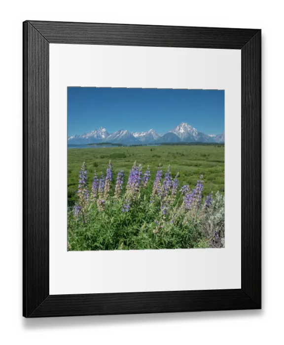 Framed Print : Silky lupine, Lunch Tree Hill, Grand Teton National Park, Wyoming, Usa