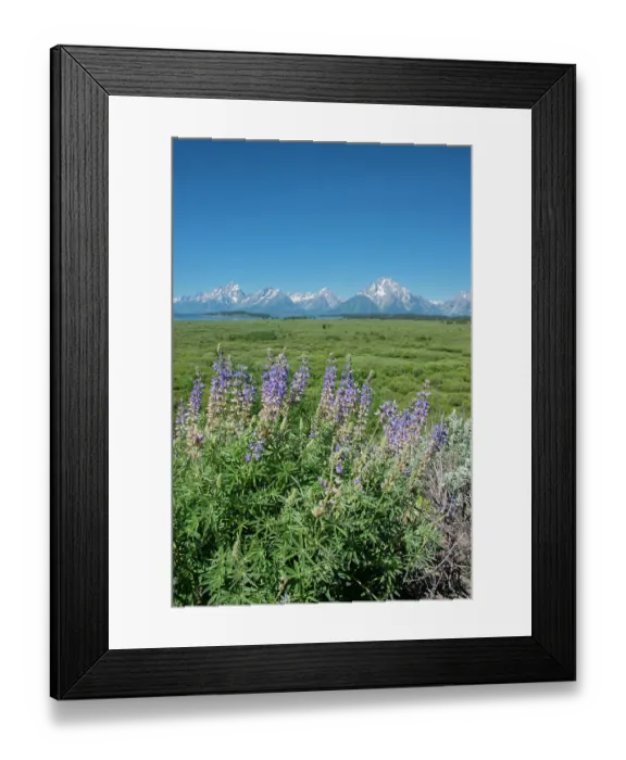 Framed Print : Silky lupine, Lunch Tree Hill, Grand Teton National Park, Wyoming, Usa Framed Print : Silky lupine, Lunch Tree Hill, Grand Teton National Park, Wyoming, Usa