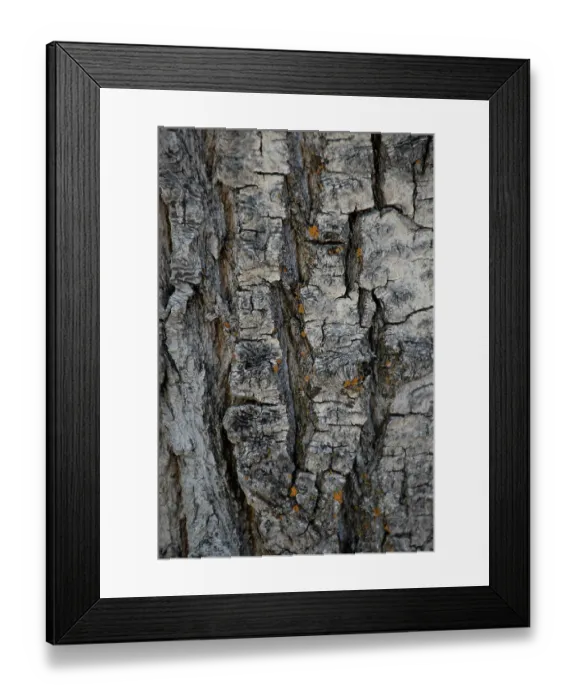 Framed Print : Bark of balsam poplar tree, Lunch Tree Hill, Grand Teton National Park, Wyoming, Usa Framed Print : Bark of balsam poplar tree, Lunch Tree Hill, Grand Teton National Park, Wyoming, Usa