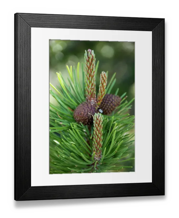 Framed Print : Lodgepole pine cones and catkins, Two Ribbons Trail, Yellowstone National Park, Wyoming, USA Framed Print : Lodgepole pine cones and catkins, Two Ribbons Trail, Yellowstone National Park, Wyoming, USA
