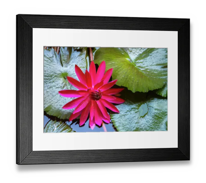 Framed Print : French Polynesia, Moorea. Lotus blossom and pads close-up