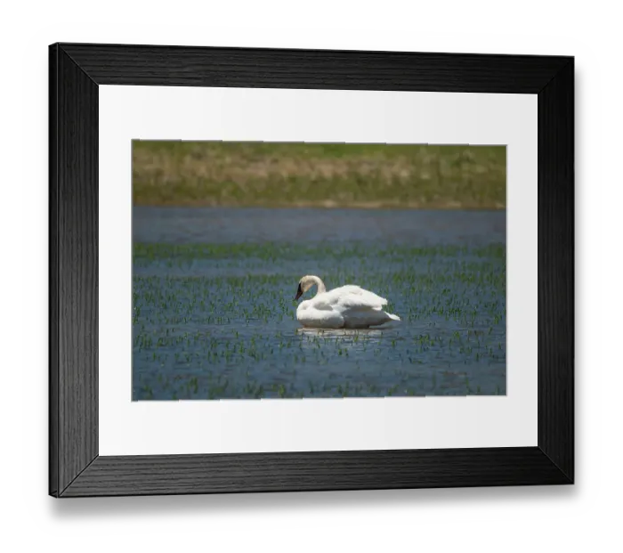 Framed Print : Trumpeter swan, Lamar River, Lamar Valley, Yellowstone National Park, Wyoming, USA Framed Print : Trumpeter swan, Lamar River, Lamar Valley, Yellowstone National Park, Wyoming, USA