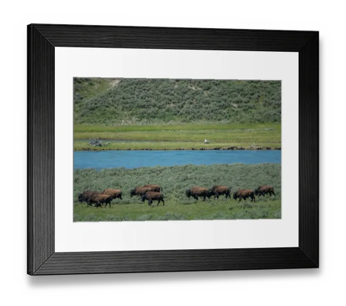 Framed Print : American bison at Lamar River, Lamar Valley, Yellowstone National Park, Wyoming, USA Framed Print : American bison at Lamar River, Lamar Valley, Yellowstone National Park, Wyoming, USA