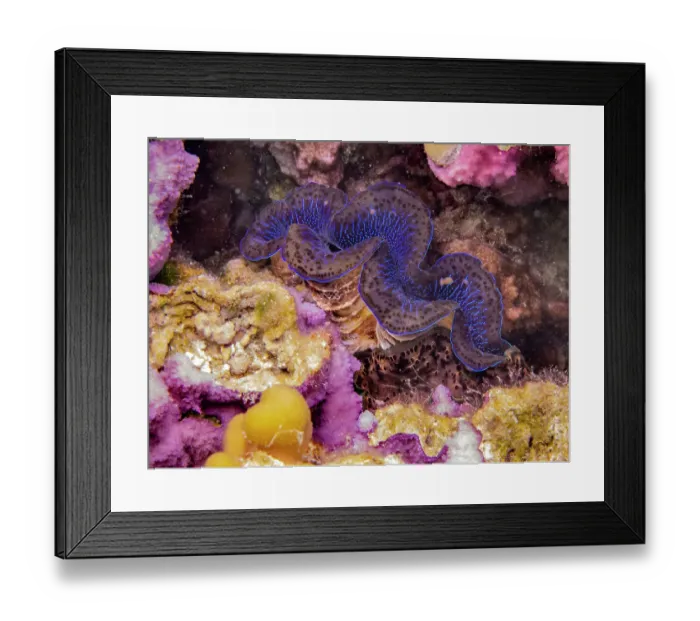 Framed Print : French Polynesia, Taha'a. Giant clam and coral underwater