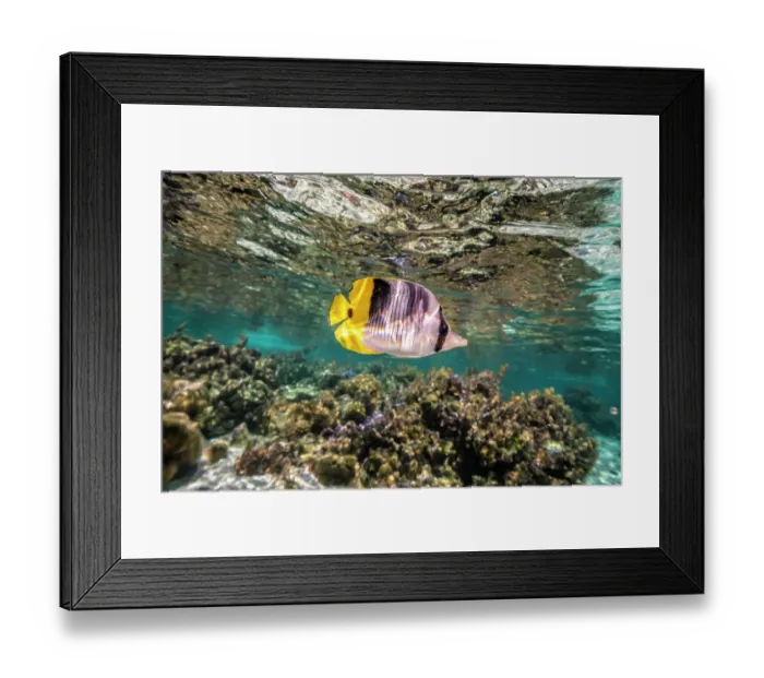 Framed Print : French Polynesia, Taha'a. Coral scenic with lone Pacific double-saddle butterflyfish