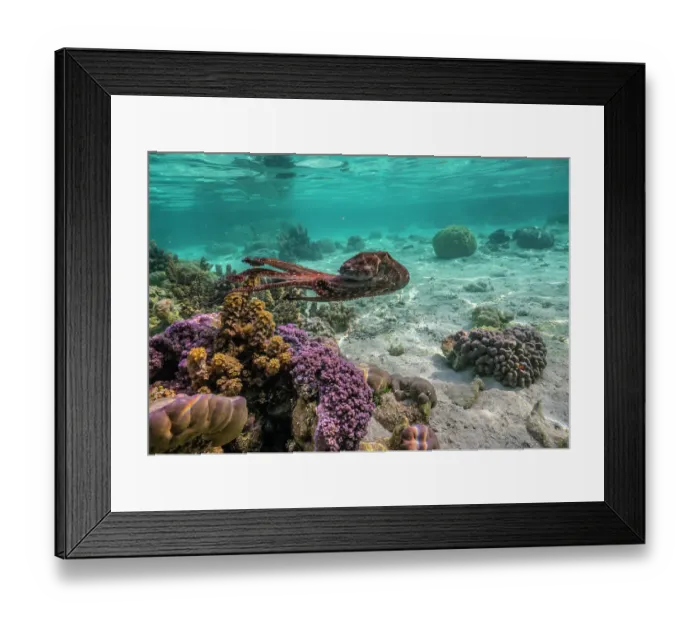 Framed Print : French Polynesia, Taha'a. Close-up of octopus moving Framed Print : French Polynesia, Taha'a. Close-up of octopus moving