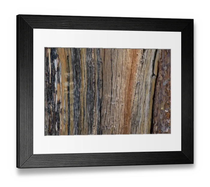 Framed Print : Bark detail, Yellowstone National Park, Wyoming, USA Framed Print : Bark detail, Yellowstone National Park, Wyoming, USA