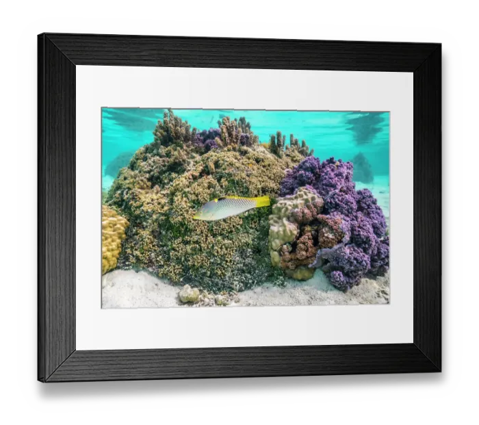 Framed Print : French Polynesia, Taha'a. Coral and reef fish