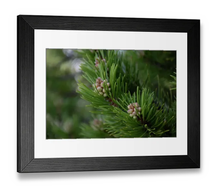 Framed Print : Lodgepole pine, Artist Point, Yellowstone National Park, Wyoming, USA Framed Print : Lodgepole pine, Artist Point, Yellowstone National Park, Wyoming, USA