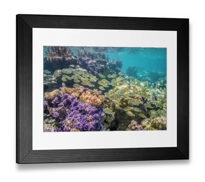 Framed Print : French Polynesia, Bora Bora. School of convict surgeonfish and coral Framed Print : French Polynesia, Bora Bora. School of convict surgeonfish and coral