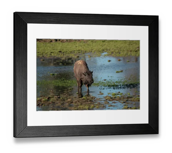 Framed Print : American bison, Hayden Valley, Yellowstone National Park, Wyoming, USA Framed Print : American bison, Hayden Valley, Yellowstone National Park, Wyoming, USA