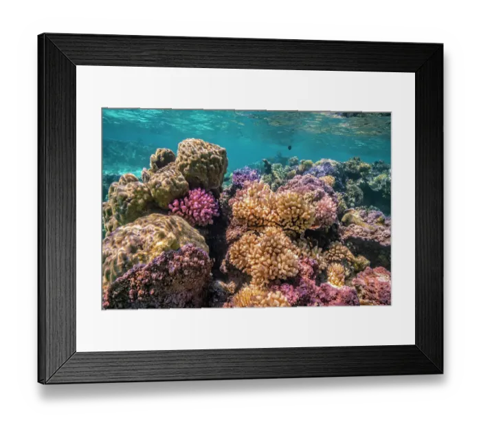Framed Print : French Polynesia, Bora Bora. Close-up of coral garden Framed Print : French Polynesia, Bora Bora. Close-up of coral garden