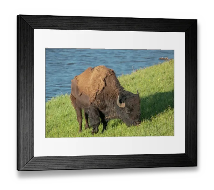 Framed Print : American bison, Hayden Valley, Yellowstone National Park, Wyoming, USA