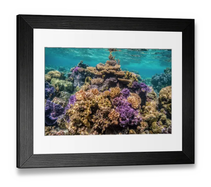 Framed Print : French Polynesia, Bora Bora. Close-up of coral garden Framed Print : French Polynesia, Bora Bora. Close-up of coral garden