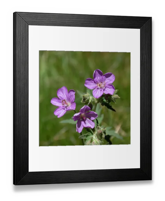Framed Print : Sticky geranium, Sheepeater Cliff, Yellowstone National Park, Wyoming, USA Framed Print : Sticky geranium, Sheepeater Cliff, Yellowstone National Park, Wyoming, USA