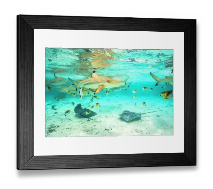Framed Print : French Polynesia, Bora Bora. Black-tip reef sharks and stingrays