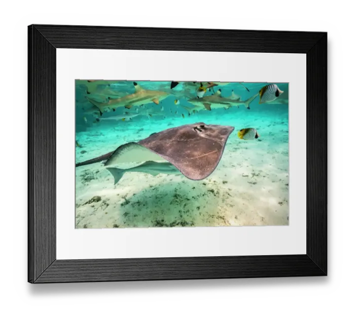 Framed Print : French Polynesia, Bora Bora. Black tip reef sharks and stingray Framed Print : French Polynesia, Bora Bora. Black tip reef sharks and stingray