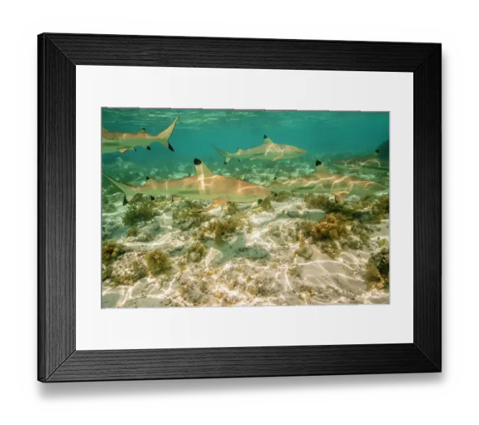 Framed Print : French Polynesia, Bora Bora. Black-tipped reef sharks close-up