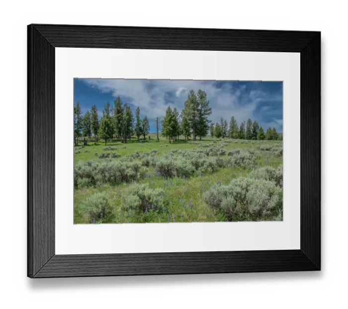 Framed Print : Silky lupine and Engelmann spruce trees, Yellowstone River Picnic Area, Yellowstone National Park, Wyoming, USA