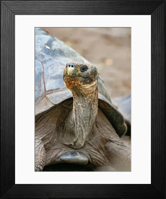 Framed Print : Galapagos tortoise peeks out from beneath its shell Framed Print : Galapagos tortoise peeks out from beneath its shell