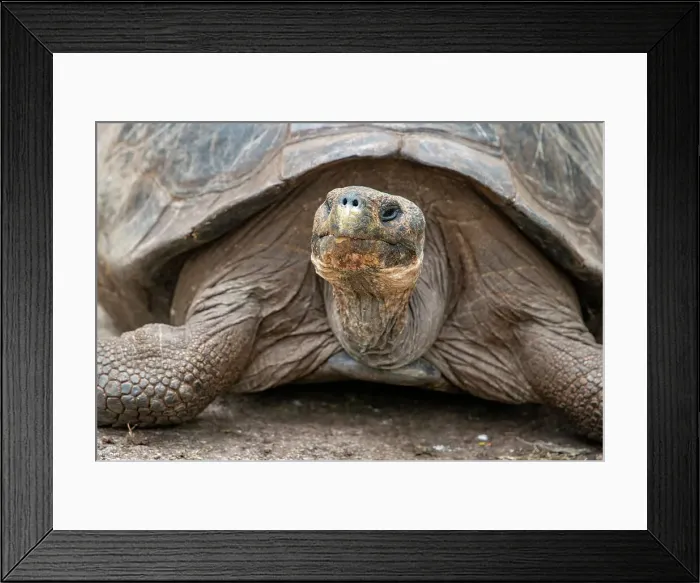 Framed Print : Giant tortoise lumbers along at the Charles Darwin Research Center Framed Print : Giant tortoise lumbers along at the Charles Darwin Research Center