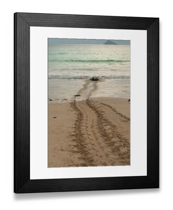 Framed Print : After laying its eggs on a Galapagos beach, this sea turtle returning to the ocean