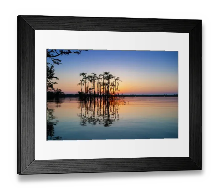 Framed Print : Situated right on the equator in the Amazon rainforest, these palm trees are half drowned in Laguna Grande