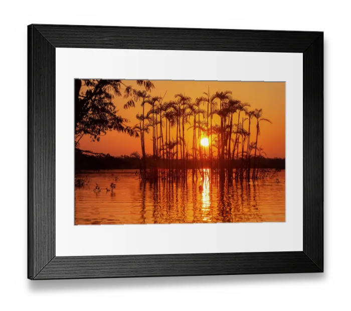 Framed Print : Situated right on the equator in the Amazon rainforest, these trees are half drowned in Laguna Grande Framed Print : Situated right on the equator in the Amazon rainforest, these trees are half drowned in Laguna Grande
