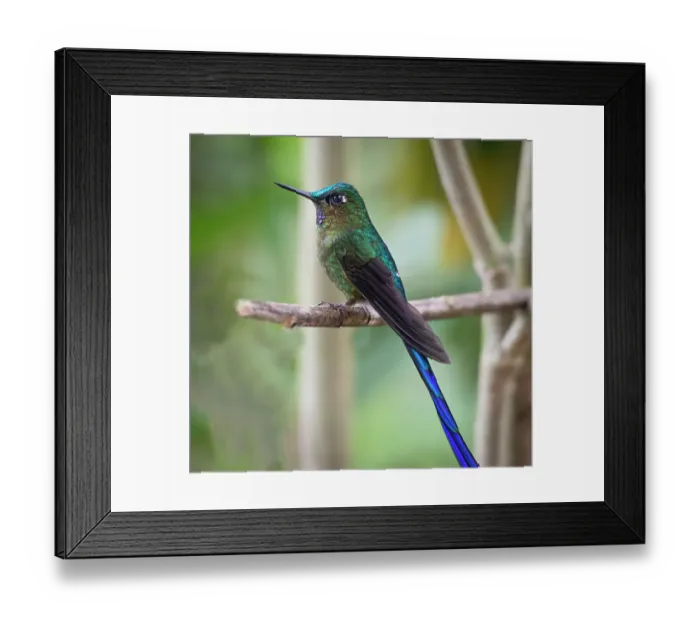Framed Print : The long tailed sylph a showy Cloud Forest hummingbird Framed Print : The long tailed sylph a showy Cloud Forest hummingbird