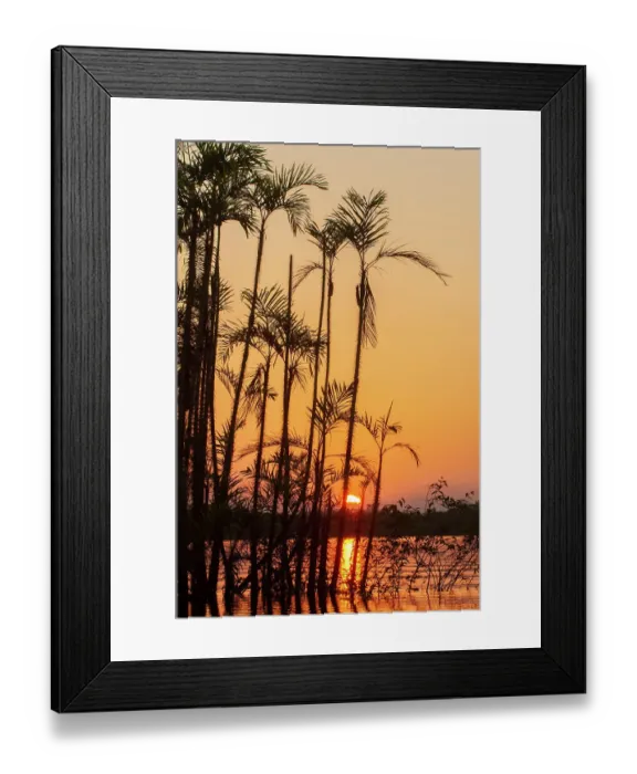 Framed Print : The sun sets at Latitude 0 during this equatorial sunset in the Amazon Framed Print : The sun sets at Latitude 0 during this equatorial sunset in the Amazon