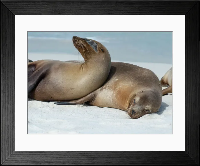 Framed Print : These sea lions cuddle at Gardner Bay, Espanola Island Framed Print : These sea lions cuddle at Gardner Bay, Espanola Island