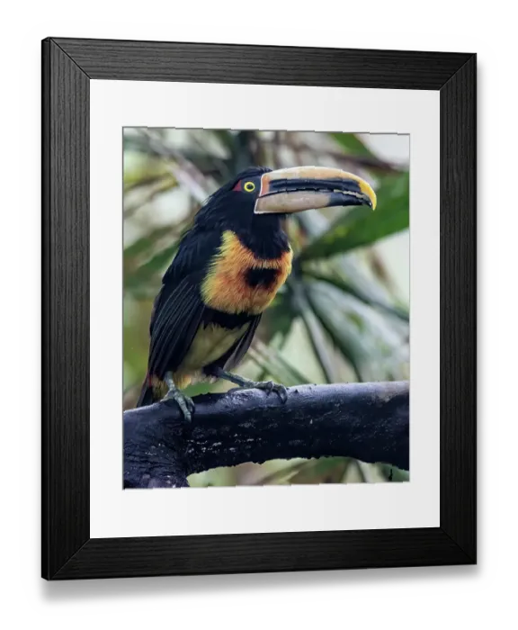 Framed Print : Aracari in the Cloud Forest has a huge bill Framed Print : Aracari in the Cloud Forest has a huge bill