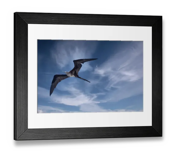Framed Print : Bird soars above a ship in the Galapagos Framed Print : Bird soars above a ship in the Galapagos