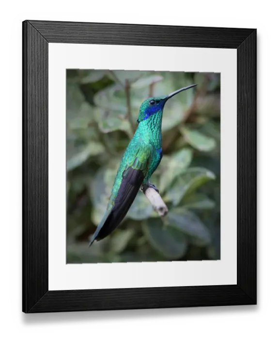 Framed Print : Colorful sparkling violet ear hummingbird is widespread in the Andes Cloud Forest Framed Print : Colorful sparkling violet ear hummingbird is widespread in the Andes Cloud Forest