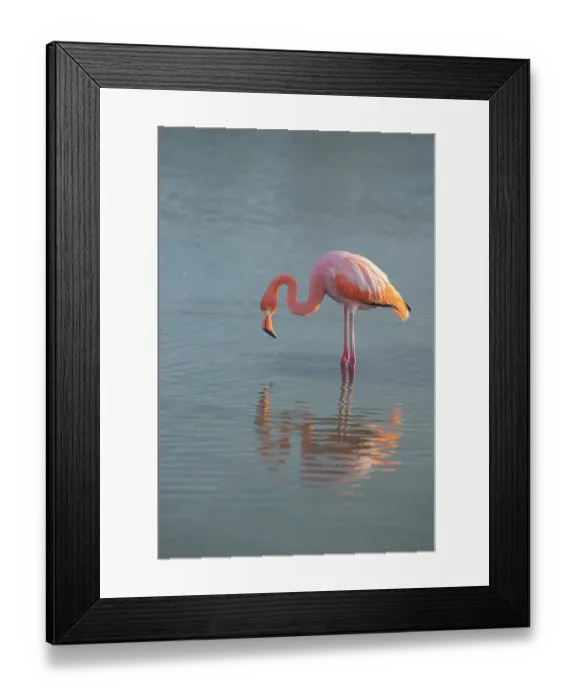 Framed Print : Flamingo looking for food in an estuary in the Galapagos Islands Framed Print : Flamingo looking for food in an estuary in the Galapagos Islands