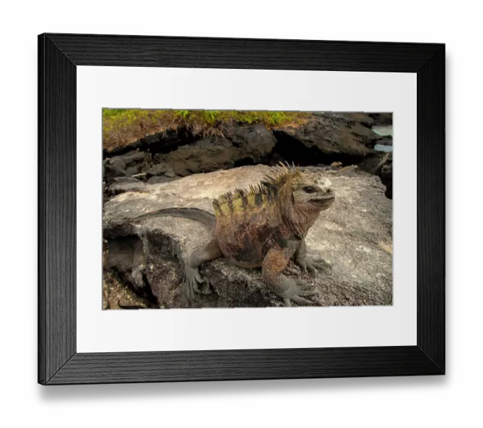 Framed Print : Ugly marine iguana on Fernandina Island was the model for the Godzilla movies Framed Print : Ugly marine iguana on Fernandina Island was the model for the Godzilla movies