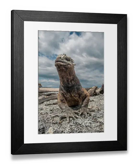 Framed Print : Ugly marine iguana on Fernandina Island was the model for the Godzilla movies. Wide angle view Framed Print : Ugly marine iguana on Fernandina Island was the model for the Godzilla movies. Wide angle view