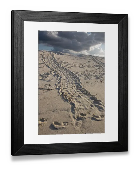 Framed Print : Turtle tracks lead from the turtles egg playing place to the shoreline, Galapagos