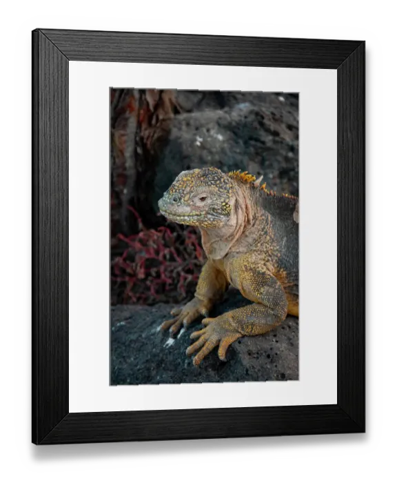 Framed Print : Yellow iguanas are found on six islands in the Galapagos. Color varies slightly by island