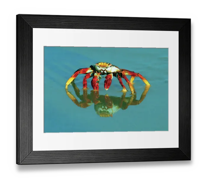 Framed Print : Full-frame of a sally-lightfoot crab with reflection Framed Print : Full-frame of a sally-lightfoot crab with reflection