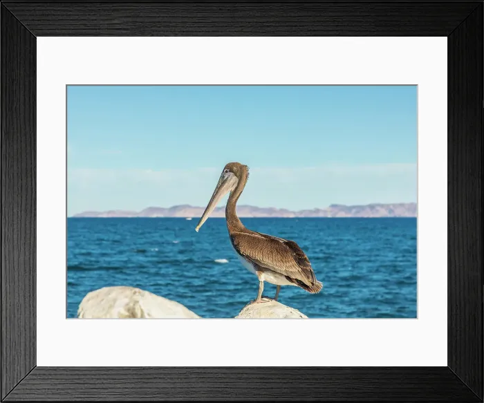 Framed Print : Loreto, Baja California Sur, Mexico. A Brown pelican along the shore of the Sea of Cortez