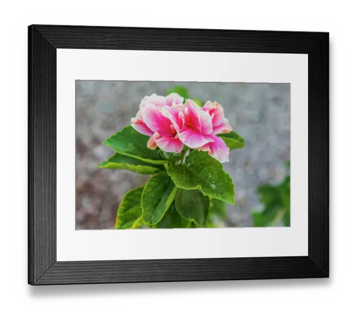 Framed Print : Loreto, Baja California Sur, Mexico. A pink flower along the street