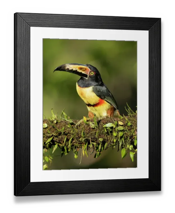 Framed Print : Collared Aracari, perched on branch, Costa Rica, Central America