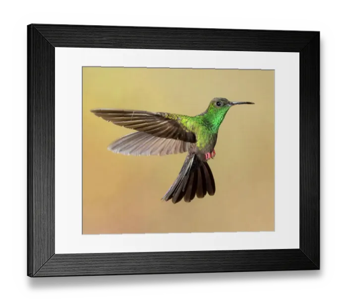 Framed Print : Bronze-tailed plumeleteer flying, Costa Rica, Central America Framed Print : Bronze-tailed plumeleteer flying, Costa Rica, Central America