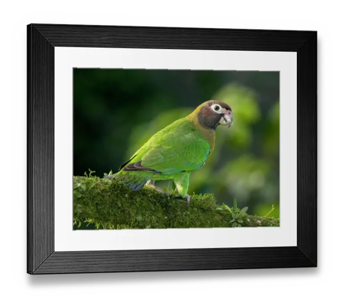 Framed Print : Brown-hooded parrot, Costa Rica, Central America Framed Print : Brown-hooded parrot, Costa Rica, Central America