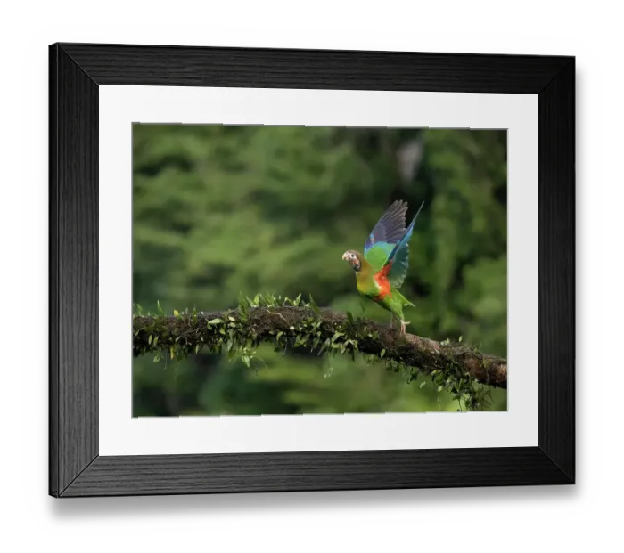 Framed Print : Brown-hooded parrot, Costa Rica, Central America