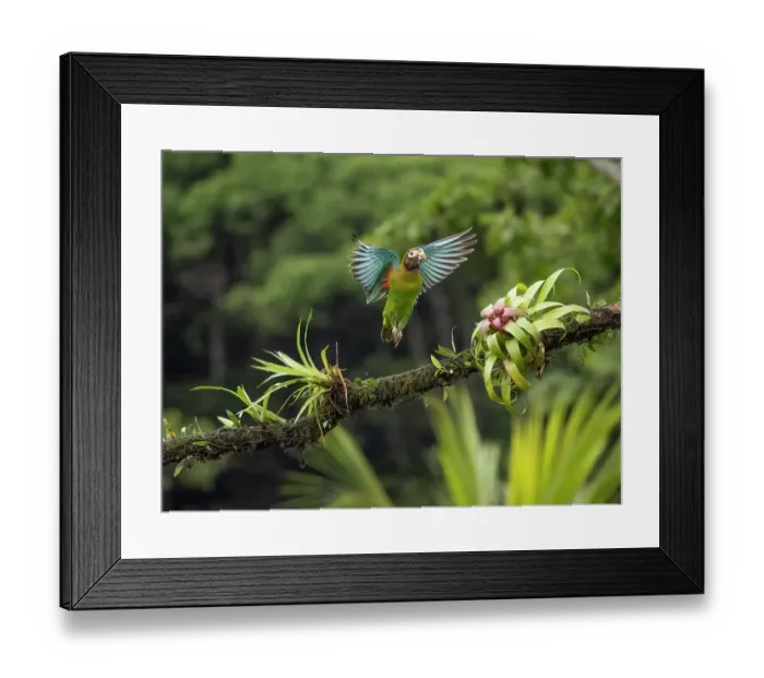 Framed Print : Brown-hooded parrot, Costa Rica, Central America Framed Print : Brown-hooded parrot, Costa Rica, Central America