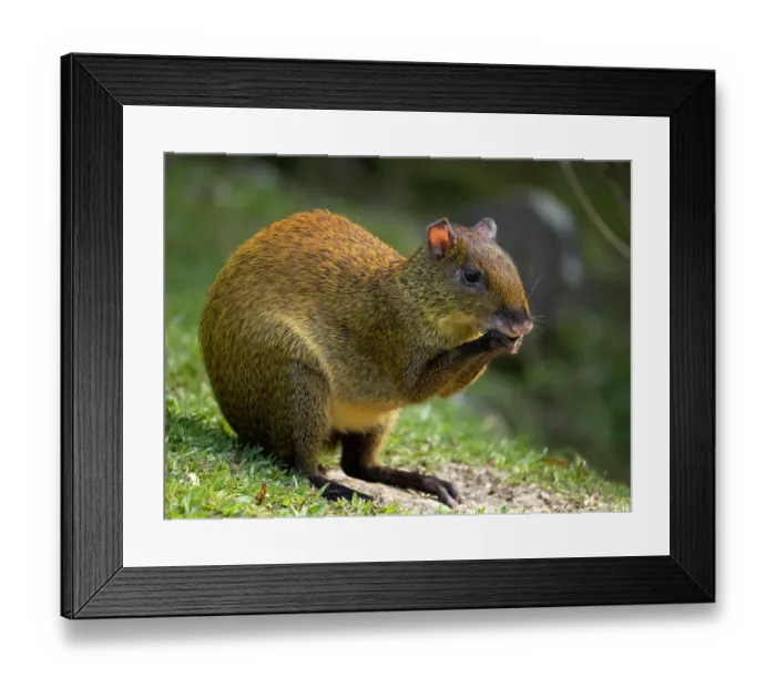 Framed Print : Central America Agouti, Bosque del Paz, Costa Rica Framed Print : Central America Agouti, Bosque del Paz, Costa Rica