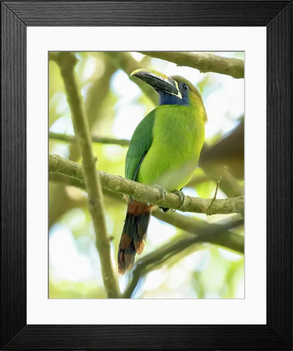 Framed Print : Emerald Toucanet, Costa Rica, Central America Framed Print : Emerald Toucanet, Costa Rica, Central America